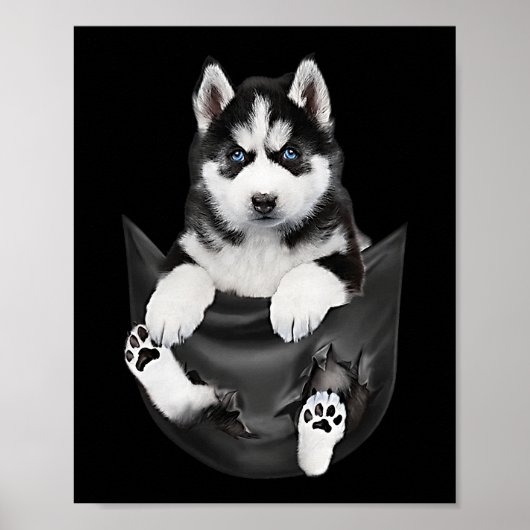 Siberian Husky in Pocket Puppy Poster (Voorkant)