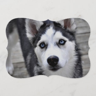 Siberian Husky Kaart