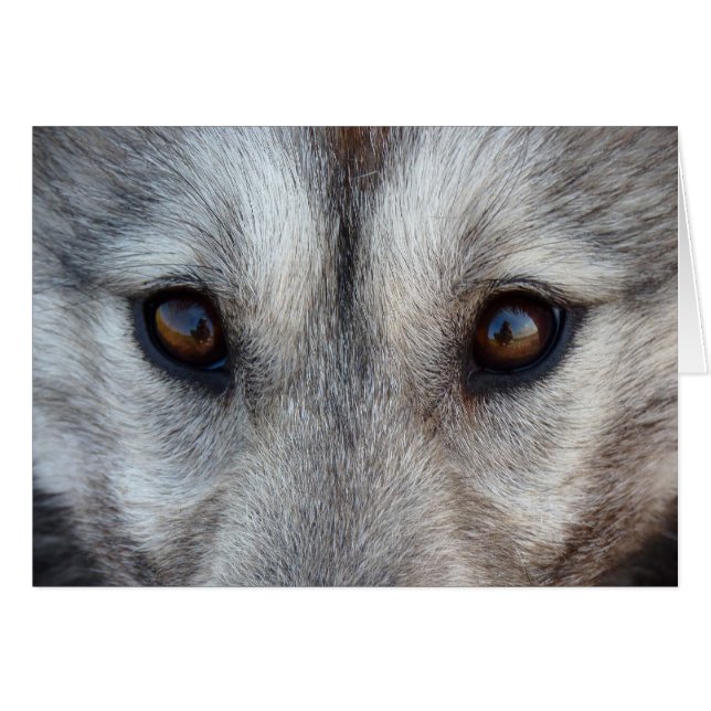 Siberian Husky Kaart/Alaskan Malamute Kaart (Voorkant Horizontaal)