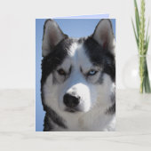 Siberian Husky Kaart/Alaskan Malamute Kaart Blank (Voorkant)