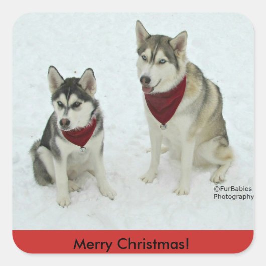 Siberian Husky Kerst stickers (Voorkant)