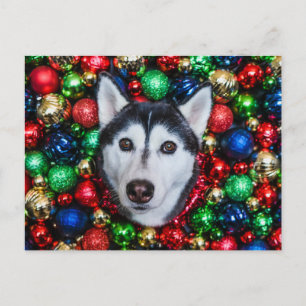 Siberian Husky kerstkaartje Briefkaart