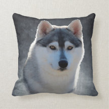 Siberian Husky