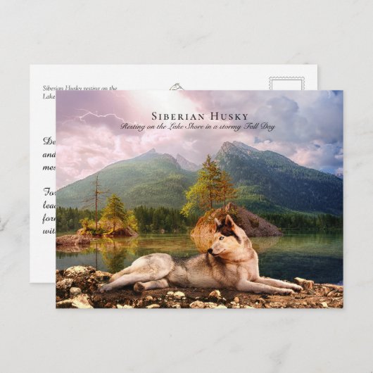 Siberian Husky, Lakeshore, Herfst - Verzamelbaar Briefkaart (Voorkant / Achterkant)