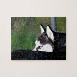 Siberian Husky Legpuzzel