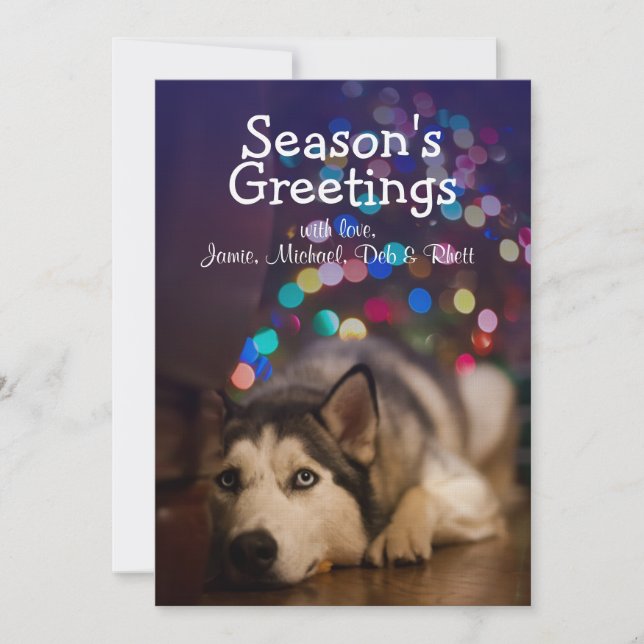 Siberian Husky legt op zijn favoriete speelgoed (Voorkant)