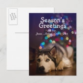 Siberian Husky legt op zijn favoriete speelgoed Briefkaart (Voorkant / Achterkant)