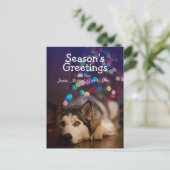 Siberian Husky legt op zijn favoriete speelgoed Briefkaart (Staand voorkant)