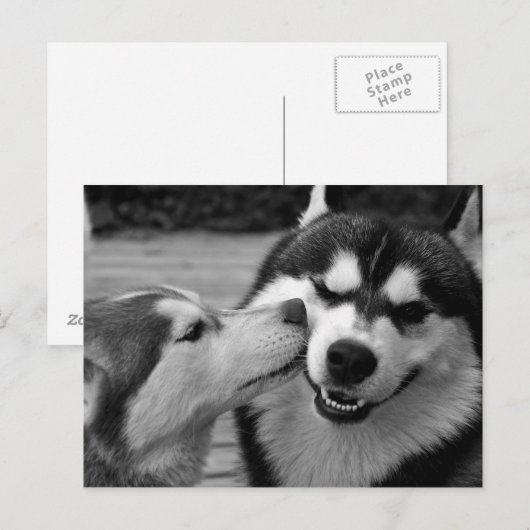 Siberian Husky-liefde Briefkaart (Voorkant / Achterkant)