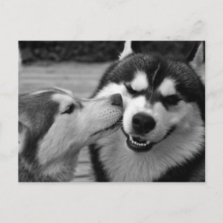Siberian Husky-liefde Briefkaart