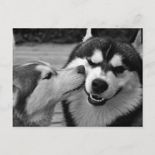 Siberian Husky-liefde Briefkaart (Voorkant)