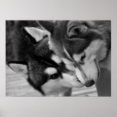 Siberian Husky Love 2 Poster (Voorkant)