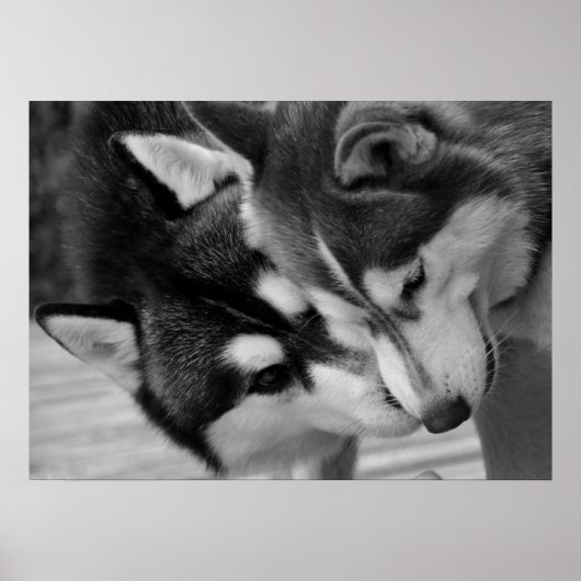 Siberian Husky Love 2 Poster (Voorkant)