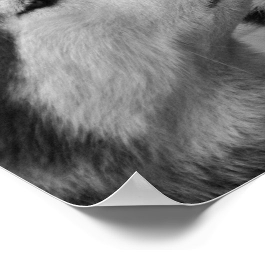 Siberian Husky Love Poster (Hoek)