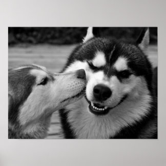 Siberian Husky Love Poster
