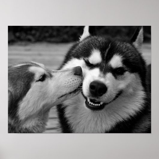 Siberian Husky Love Poster (Voorkant)