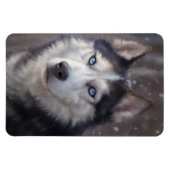 Siberian Husky Magneet (Horizontaal)