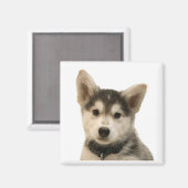 Siberian Husky Magnet (Voorkant / Achterkant)