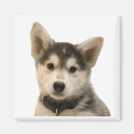 Siberian Husky Magnet (Voorkant)