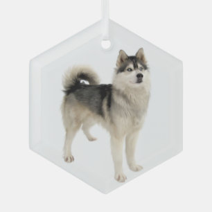 Siberian Husky Malemute Dog Pet Animal Glas Ornament
