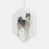 Siberian Husky Malemute Dog Pet Animal Glas Ornament (Voorkant links)