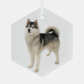 Siberian Husky Malemute Dog Pet Animal Glas Ornament (Achterkant)