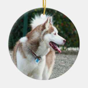 Siberian Husky Ornament