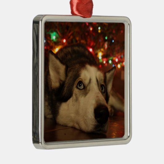 Siberian Husky Ornament (Rechts)