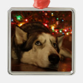 Siberian Husky Ornament (Voorkant)