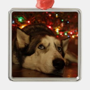 Siberian Husky Ornament