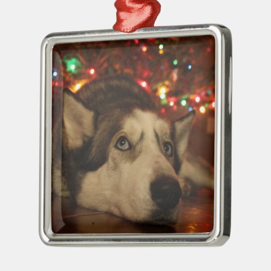 Siberian Husky Ornament (Links)