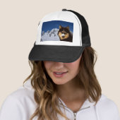 Siberian Husky Pet (In situ)