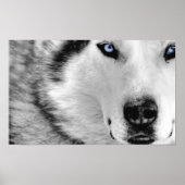 Siberian Husky Poster (Voorkant)