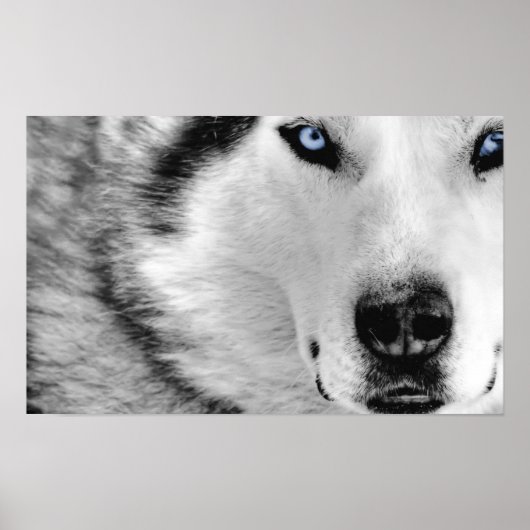 Siberian Husky Poster (Voorkant)