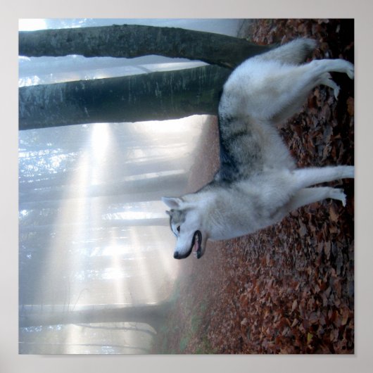 Siberian Husky - Poster (Voorkant)