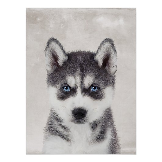 Siberian Husky Poster (Voorkant)