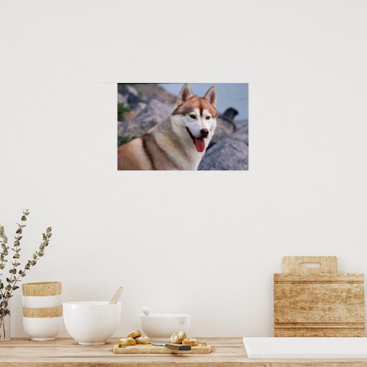 Siberian Husky Poster (Keuken)