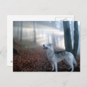 Siberian Husky - Postkarte Briefkaart (Voorkant / Achterkant)