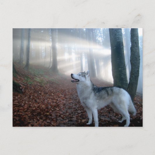 Siberian Husky - Postkarte Briefkaart (Voorkant)
