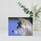 Siberian Husky pup Briefkaart (Staand voorkant)