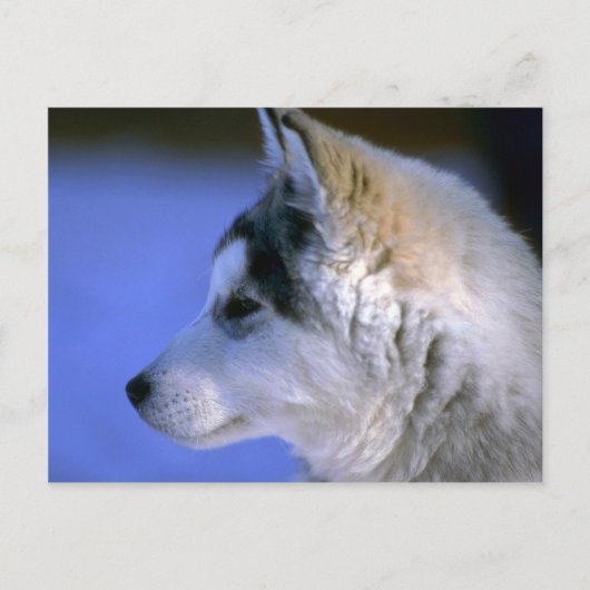 Siberian Husky pup Briefkaart (Voorkant)