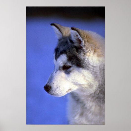 Siberian Husky pup Poster (Voorkant)