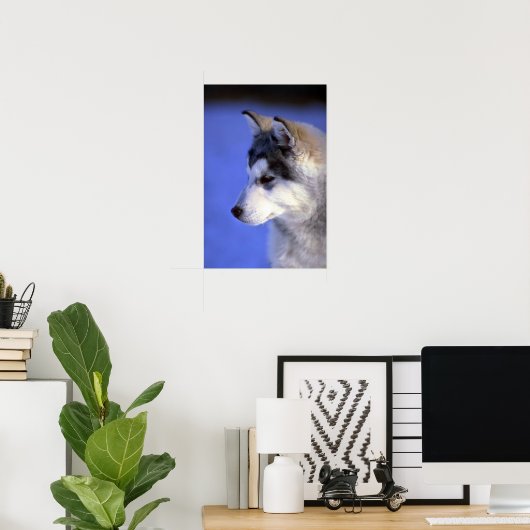Siberian Husky pup Poster (Thuiskantoor)