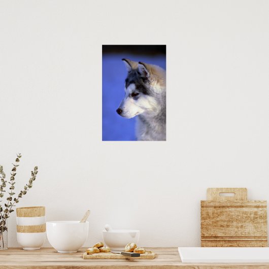 Siberian Husky pup Poster (Keuken)