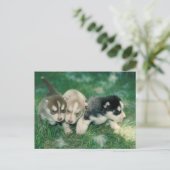Siberian Husky Puppies Briefkaart (Staand voorkant)