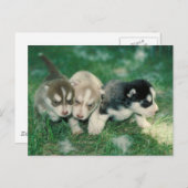 Siberian Husky Puppies Briefkaart (Voorkant / Achterkant)