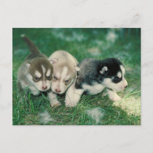 Siberian Husky Puppies Briefkaart (Voorkant)