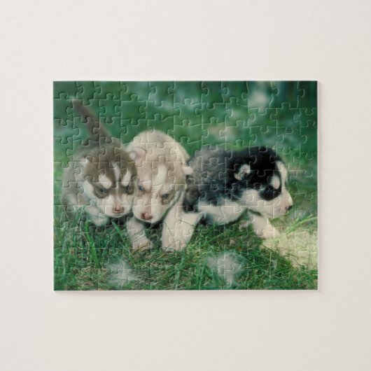 Siberian Husky Puppies Dog Puzzle Legpuzzel (Horizontaal)