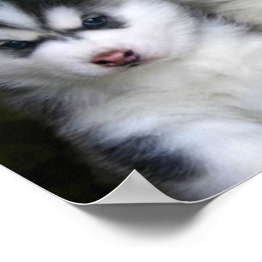 Siberian Husky Puppies Poster (Hoek)
