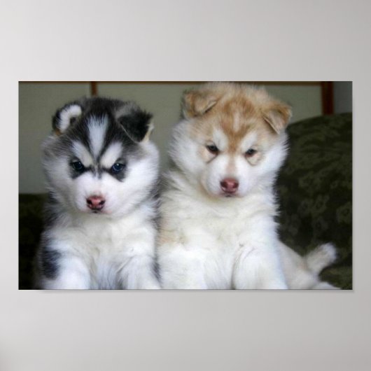Siberian Husky Puppies Poster (Voorkant)